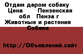 Отдам даром собаку  › Цена ­ 0 - Пензенская обл., Пенза г. Животные и растения » Собаки   